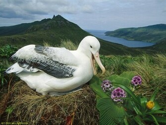 White Duck Wallpaper