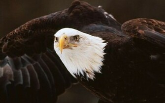 Eagle Wallpaper Photo And All American Bald
