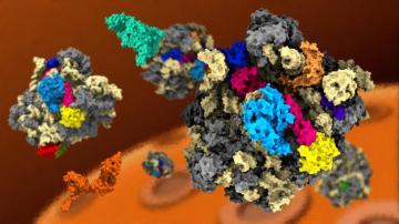 Ribosomes Assemble Elife Science Digests