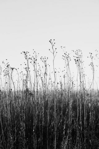 Black Tree In Tall Grass And White Landscape Photograph