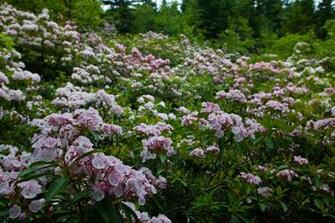 Spring Wildflowers Mountain Field West Virginia File Beautiful