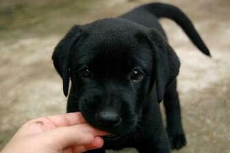 Kendall Jenner Adopts Black Labrador Puppy Miley Cyrus Bean Brother