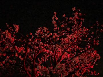 A Red Traffic Light Was Lighting Up This Cherry Blossom Tree Oc