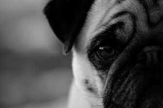 Cute Black Pug Wallpaper Screensaver