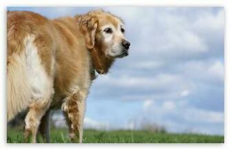Golden Retriever HD Wallpaper For Standard Fullscreen Uxga Xga