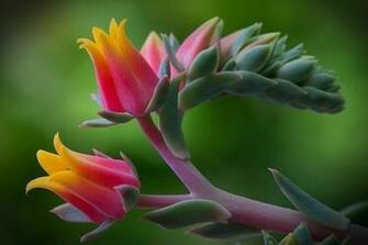Wallpaper Background Most Beautiful Flowers