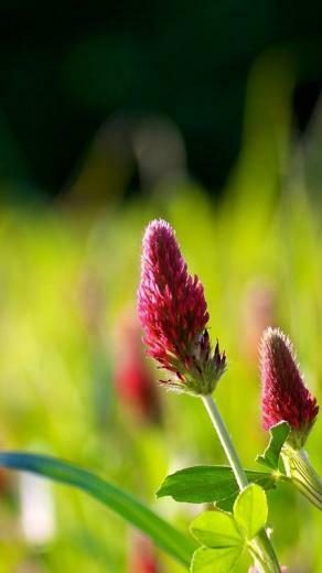 HD Wallpaper Nature On