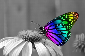 Butterfly Desktop Background Wallpaper