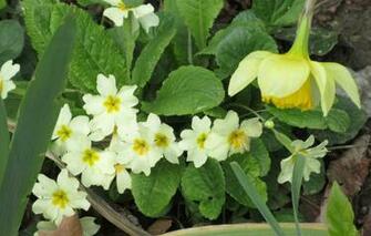 Wallpaper Narcissus Primrose Spring Mamala Image For