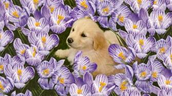 Hund Bland Blommor S T Valp Vektor