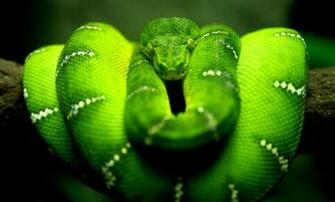 Green Mamba Wallpaper Mhytic
