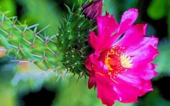 Cactus Flower Wallpaper Computer From The Above