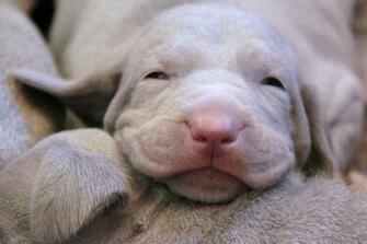 Weimaraner Puppies Cool Wallpaper Dogbreedswallpaper