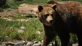 Grizzly Wallpaper
