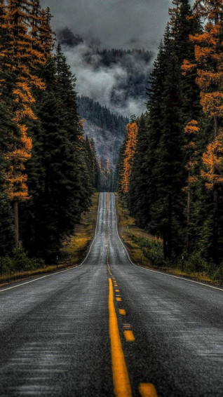 Road Between Trees With Long Of Fog Covered Moutain 4k HD Nature Wallpaper