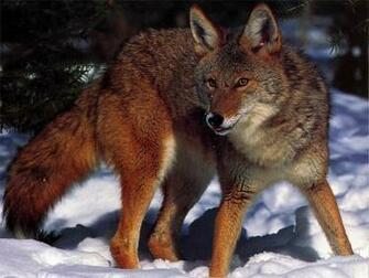 Coyote HD Wallpaper