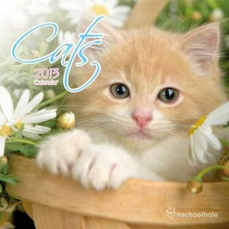 Cats Wallpaper Beautiful And Dog Cute