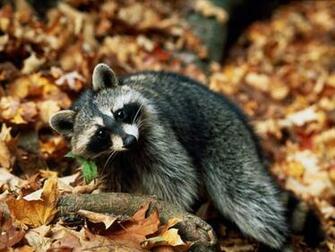 Autumn Forest Animals Wallpaper Gallery
