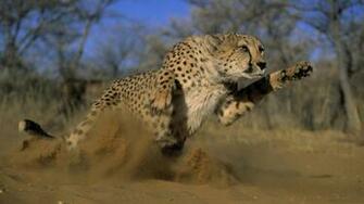 Cheetah Running Wallpaper Pixel HD