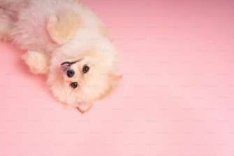 Pink Dog Wallpaper