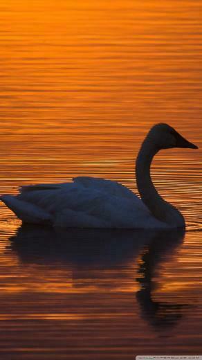 Trumpeter Swan Phone Wallpaper By Cathi26