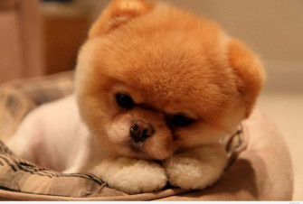 These Two Cute Little Puppies Are Ready For A Hug Wallpaper