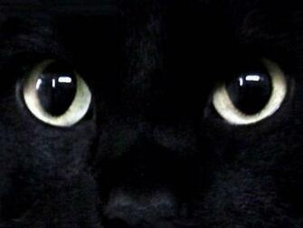 Black Cat Red Eyes Wallpaper