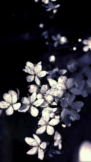 White Flower Android Wallpaper