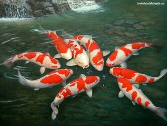 Descargar Imagen Koi Fish Wallpaper HD Widescreen Gratis