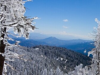 Winter Forest Wallpaper HD