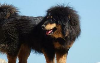 Tibetan Mastiff HD Wallpaper Atlas Animation