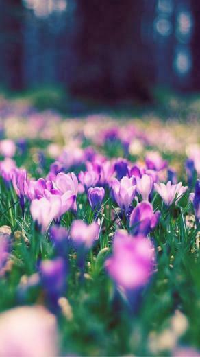 Nature Spring Purple Blossom Flower Garden Bokeh iPhone Wallpaper