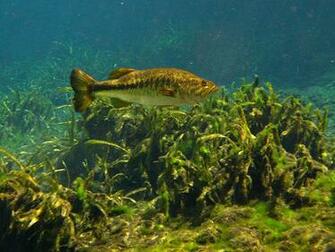 Largemouth Bass A Photo On Iver