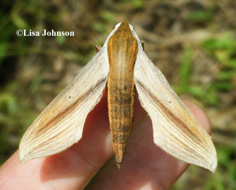 Tersa Sphinx Xylophanes Wallpaper