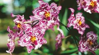 Pink Orchids Wallpaper