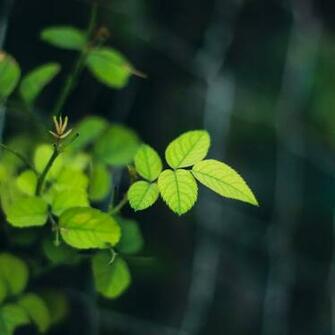 Ios7 Greenish Parallax HD iPhone iPad Wallpaper