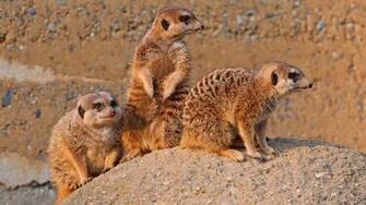 Wallpaper Three Meerkats HD Desktop