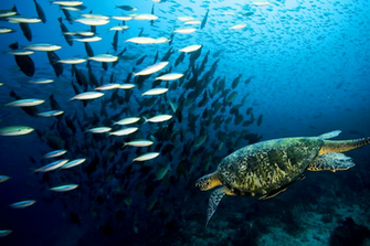 Best Wallpaper Sea Turtle