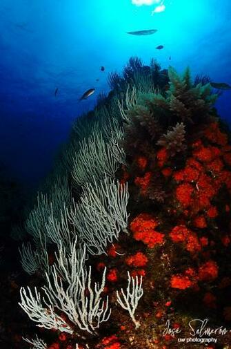 Underwater Landscape Abstract Artwork