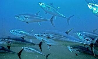 Deep Sea Fishing Wallpaper For