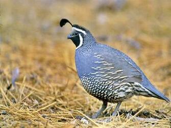 Quail Bird Galleryhip The Hippest Pics