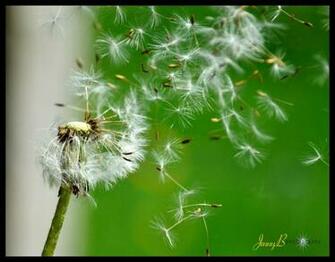 Dandelion Clocks