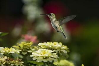 Pure High Definition HD You Can Cool Desktop Image For
