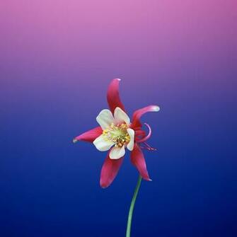 Get Ios S New Wallpaper On Any Phone iPhone Gadget