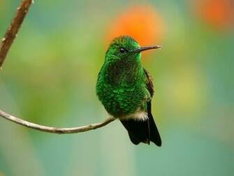 Hummingbird Pictures Wallpaper