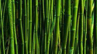 Pictures HD Bamboo And Rain Painting Desktop Background