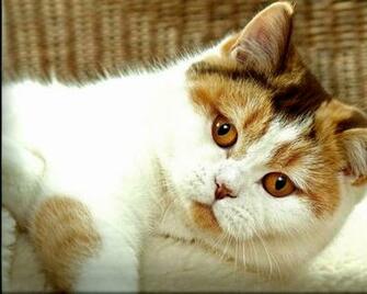 Desktop HD Wallpaper S Calico Cats