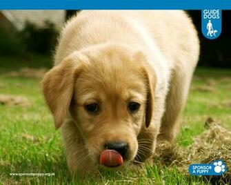 Puppy Litter On Black And Yellow Labrador