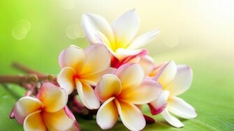 Jasmine Flower Background Wallpaper HD