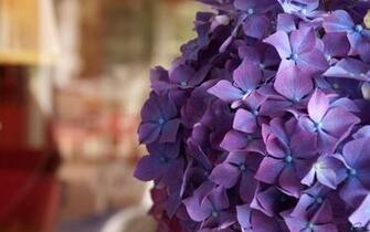 Wallpaper Purple Hydrangea X Widescreen Desktop